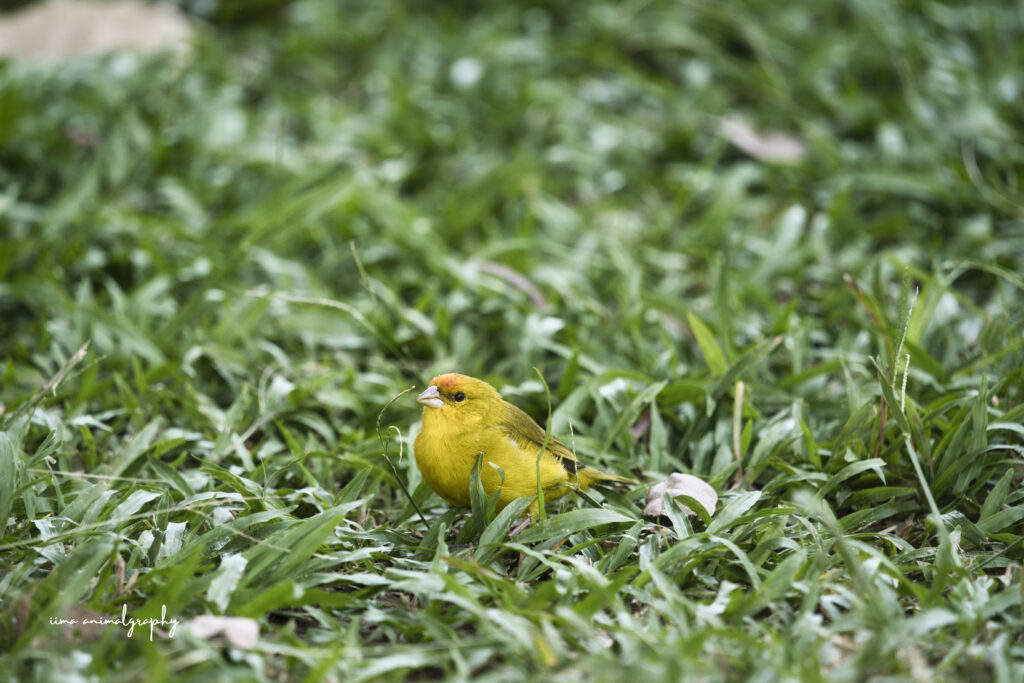 Hotel Juan Solitoで見つけた鳥のキンノジコ