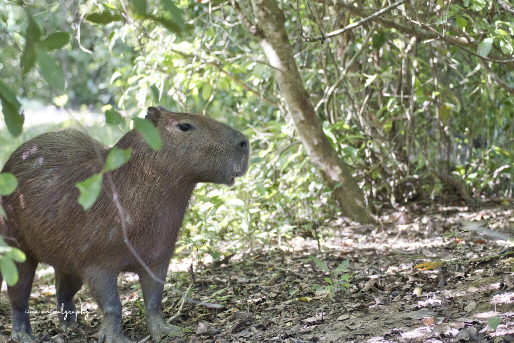 La Aurora保護区にいた野生のカピバラ