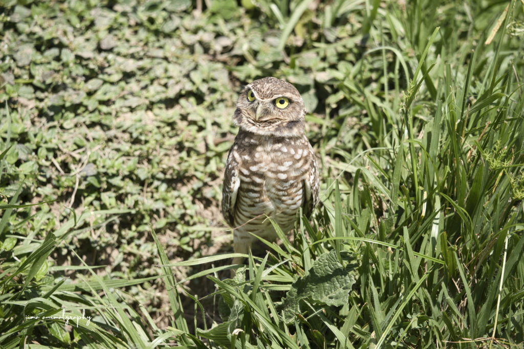 La Aurora保護区にいた野生のアナホリフクロウ