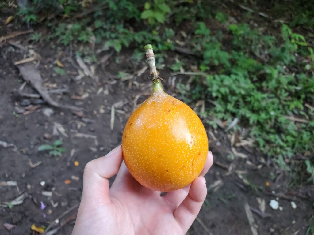 おやつで食べた果物のグラナディラ