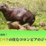 カピバラ旅行記のサムネイル