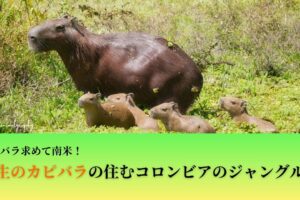 カピバラ旅行記のサムネイル