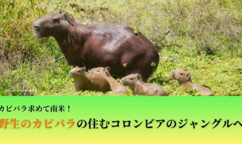 カピバラ旅行記のサムネイル