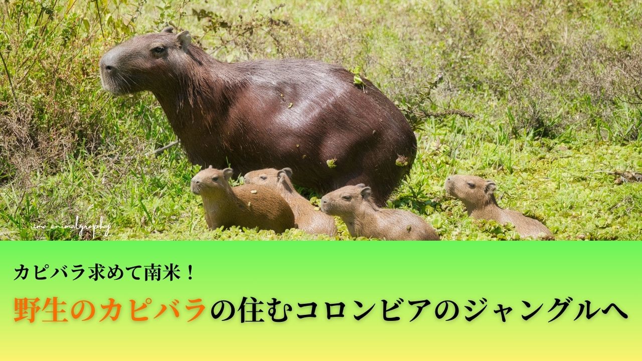 カピバラ旅行記のサムネイル